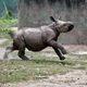 Illustration for article titled After A Rough Start, Baby Rhino Is Now Winning At Life